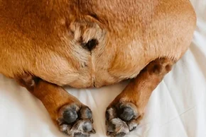 Anal Gland Expression